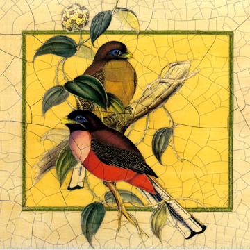 Oiseaux Gould, Set de Table Chromo Plastifié, multicolore, oiseau 1 [2]