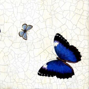 Papillons, Set de Table Chromo Plastifié, bleu foncé [2]