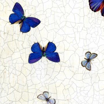 Papillons, Set de Table Chromo Plastifié, bleu foncé [3]