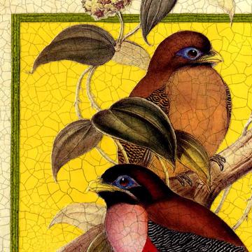 Oiseaux Gould, Set de Table Chromo Plastifié, multicolore, oiseau 1 [4]