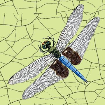 Papillons et libellules, Sets de Table Chromo Plastifié, vert clair, libellule 1 [2]