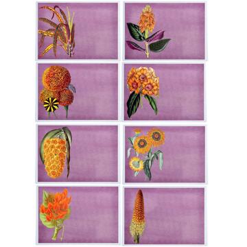 Flowers, Chromo placemats in laminated paper, violet, complet collection [2]