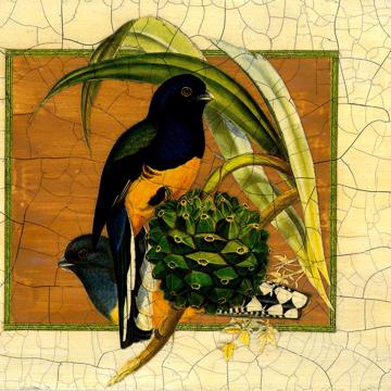 Gould Birds 6, Chromo placemats in laminated paper, multicolor, bird 3 [2]