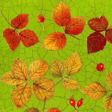 Automn Leaves, Chromo placemats in laminated paper, grass green [4]
