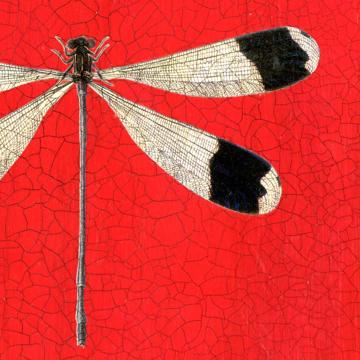 Dragonflies, Chromo placemat in laminated paper, red  [2]
