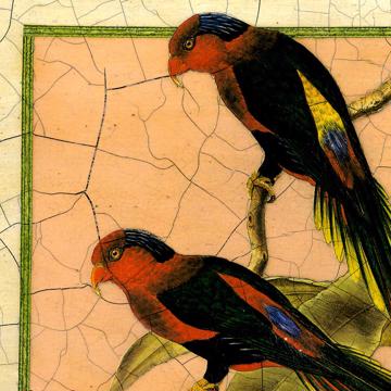 Oiseaux Gould, Set de Table Chromo Plastifié, multicolore, oiseau 6 [4]