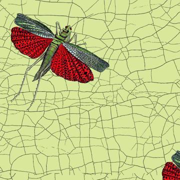 Papillons et libellules, Sets de Table Chromo Plastifié, vert clair, criquet [4]
