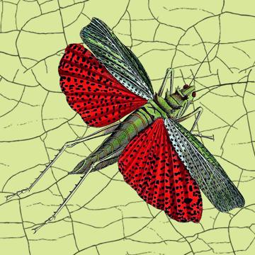 Papillons et libellules, Sets de Table Chromo Plastifié, vert clair, criquet [2]