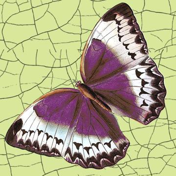 Butterflies and dragonflies, Chromo placemats in laminated paper, light green, butterfly 1 [2]
