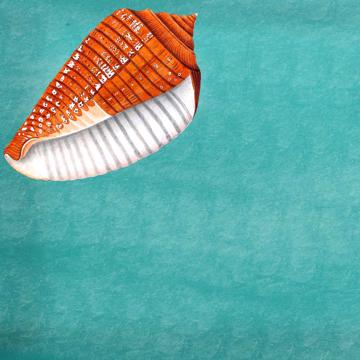 Fish and Shell, Chromo placemats in laminated paper, aqua, shell 5 [4]