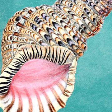 Fish and Shell, Chromo placemats in laminated paper, aqua, shell 2 [2]